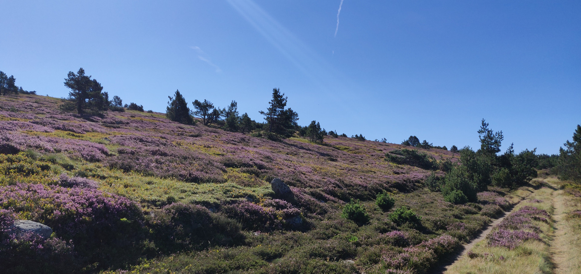 Bruyère au Mont Lozère - GTMC VTT