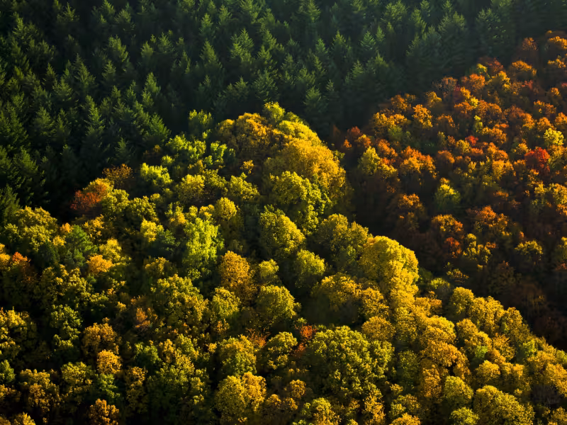 Forêt du Morvan en Automne