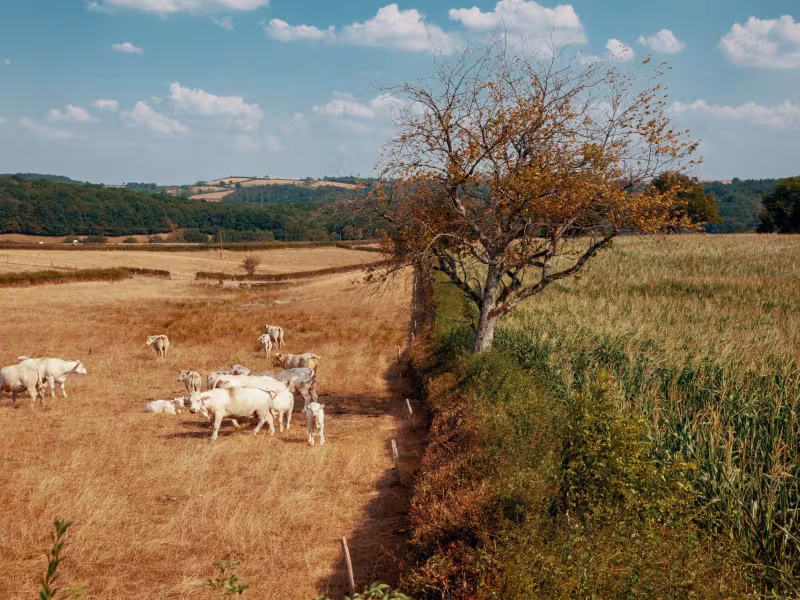Paysage typique du Bourbonnais