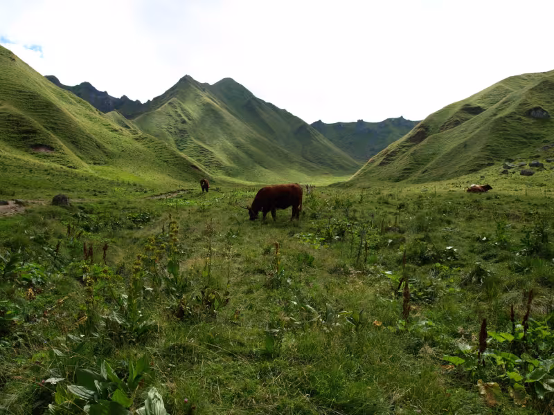 Les vaches dans le Massif du Sancy