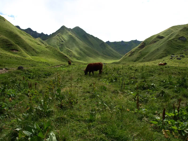Les vaches dans le Massif du Sancy
