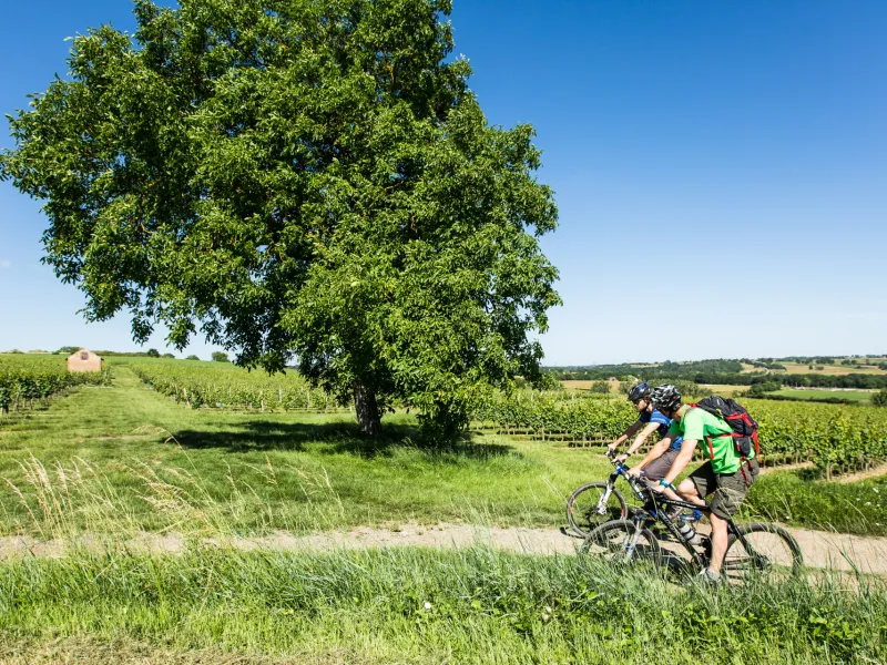 Découverte à VTT du vignoble de Saint-Pourçain à Saulcet