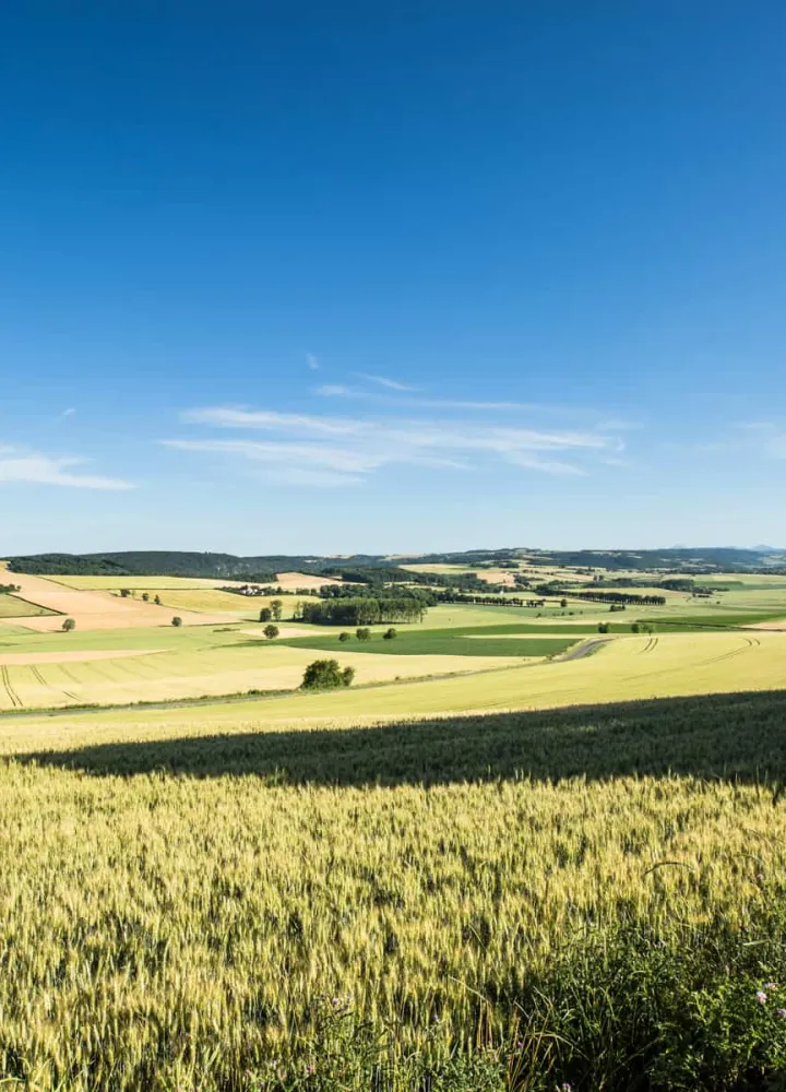 Champs de l'Allier