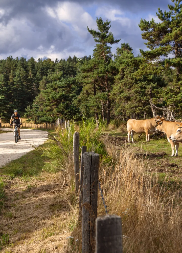 Le domaine du Sauvage en Margeride