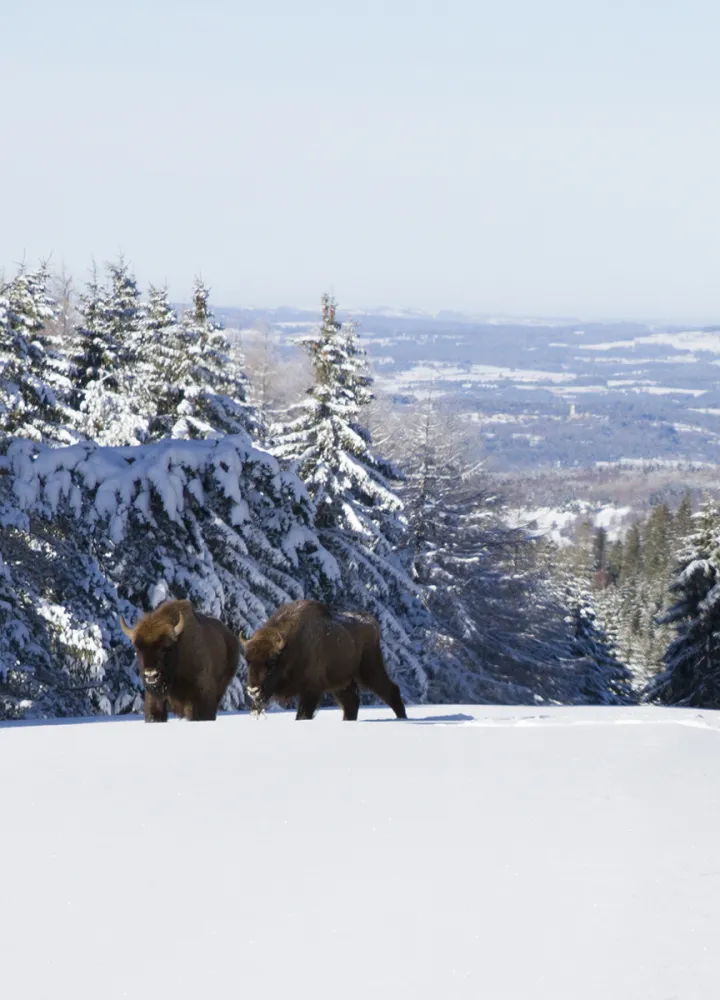 Réserve des bisons d'Europe en hiver