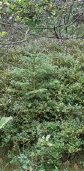 Buisson de myrtilles sauvages sur le Haut-Folin