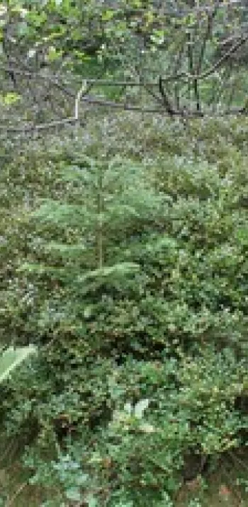 Buisson de myrtilles sauvages sur le Haut-Folin