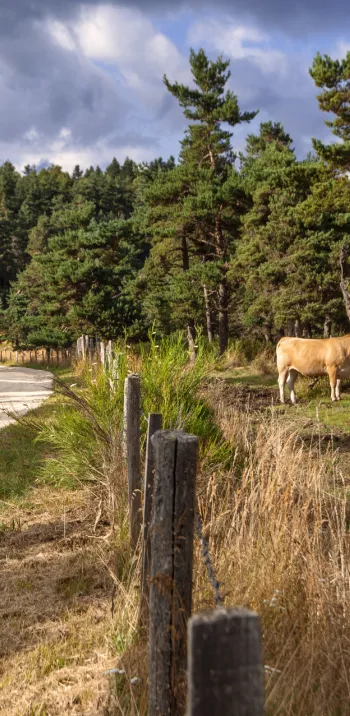 Le domaine du Sauvage en Margeride