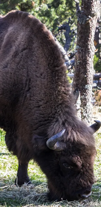 Réserve des bisons d'Europe en été