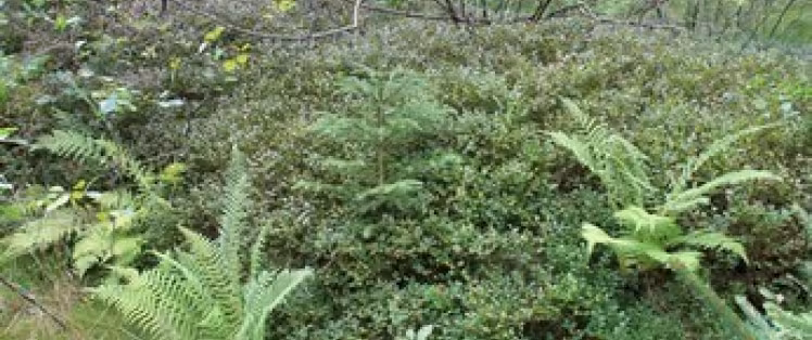 Buisson de myrtilles sauvages sur le Haut-Folin