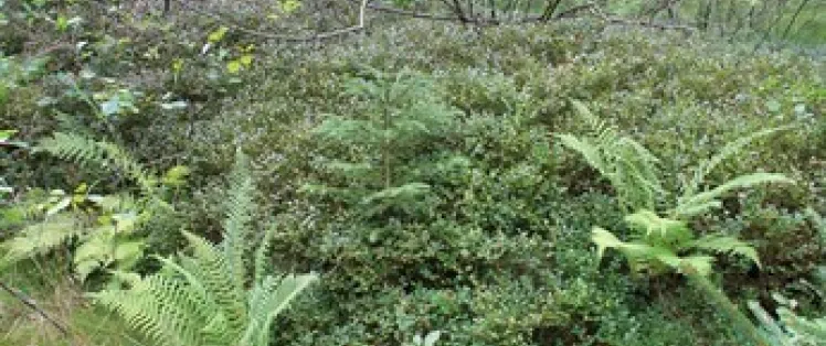 Buisson de myrtilles sauvages sur le Haut-Folin