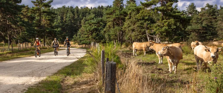 Le domaine du Sauvage en Margeride