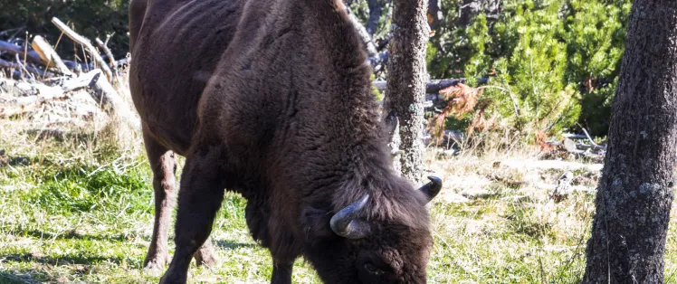 Réserve des bisons d'Europe en été