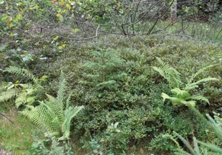 Buisson de myrtilles sauvages sur le Haut-Folin