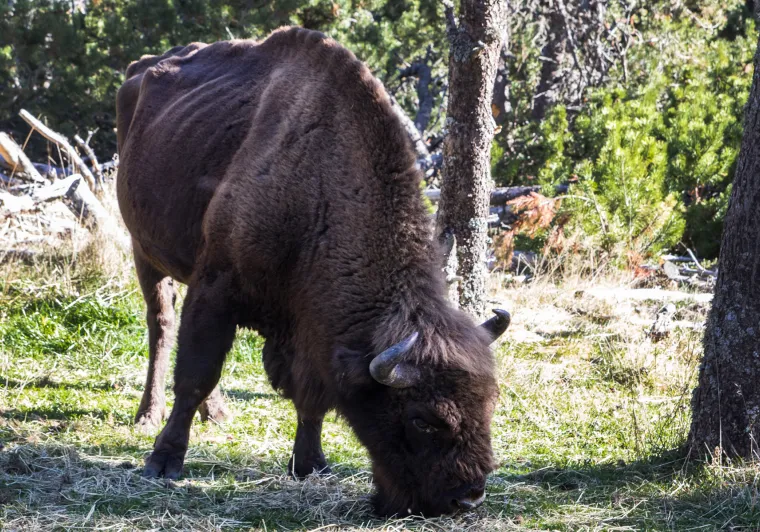 Réserve des bisons d'Europe en été