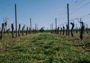 2 gravels dans les vignes bourbonnaises