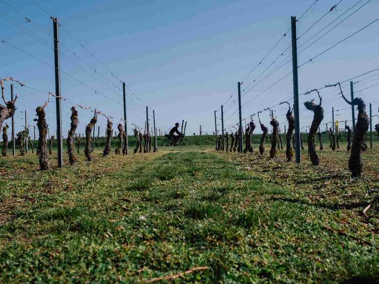 2 gravels dans les vignes bourbonnaises