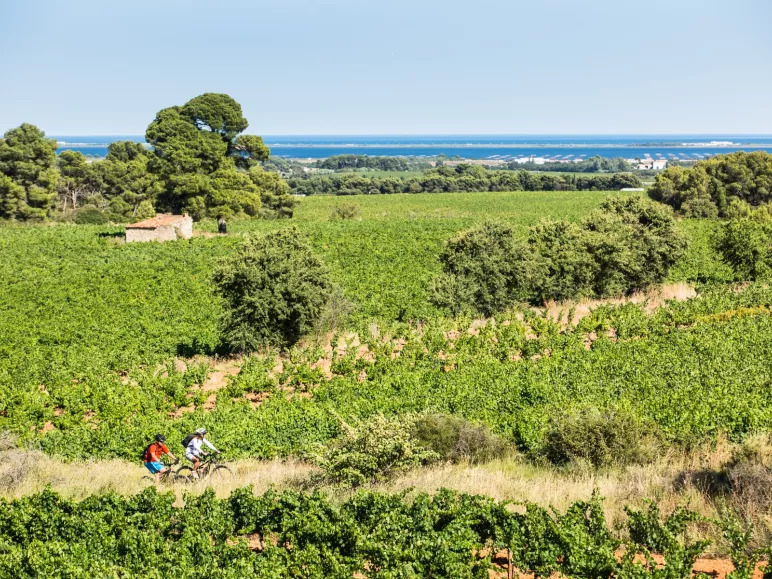 VTT dans les vignes avec vue étang de Thau/Méditerranée